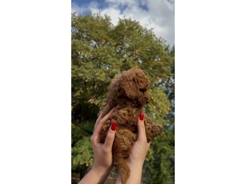 Redbrown teacup poodle yavrumuz ırkının en miniği