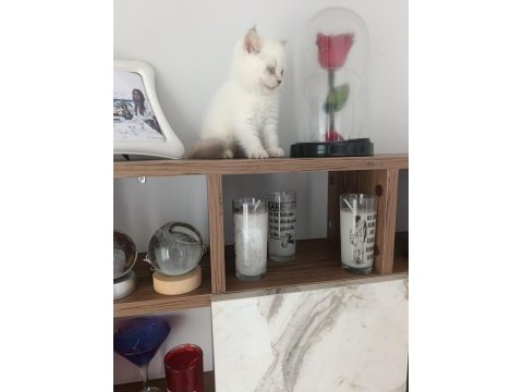 Mükemmel british shorthair bebekler