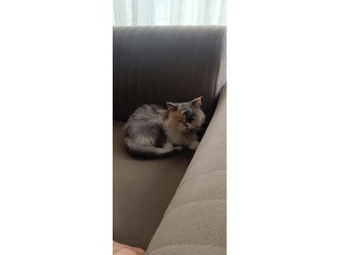 Kedimiz çiçek yeni evini arıyor
