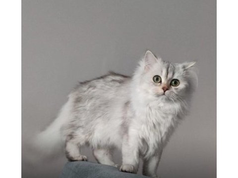 British longhair annenin bebişleri