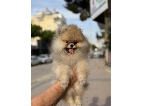 Gülen surat ayıcık pomeranian boo