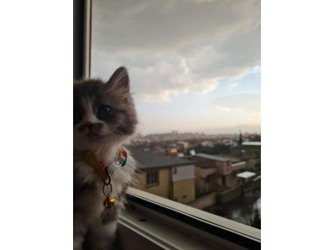 Erkek 2 aylık chinchilla