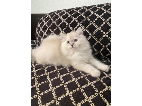 Blue point british longhair kızımız yeni yuvasını arıyor