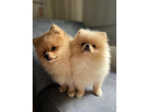 2 aylık pomeranian yavrumuz