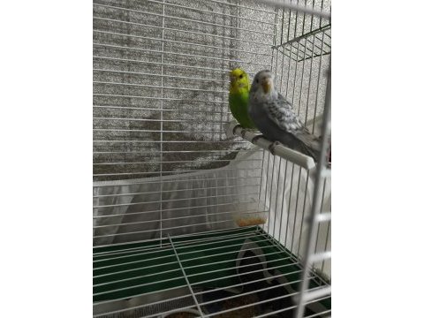 Çift yavru muhabbet kuşu