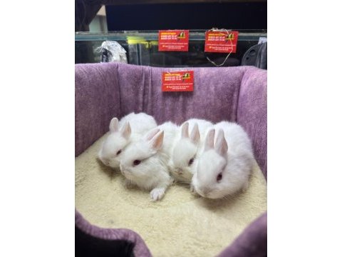 Cüce netherland dwarf yavrularımız