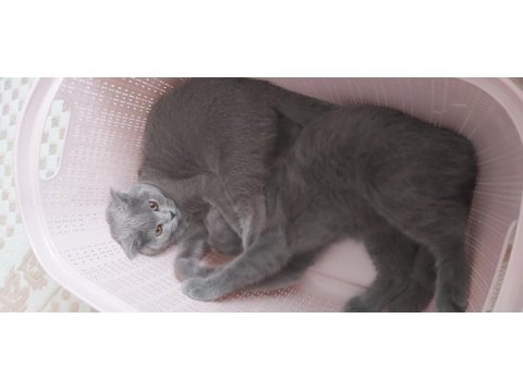 5 aylık yavru scottish fold