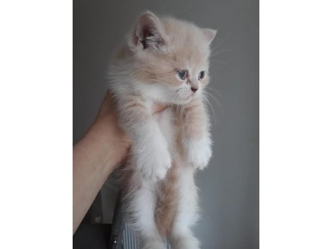 Yavru üç aylık scottish fold