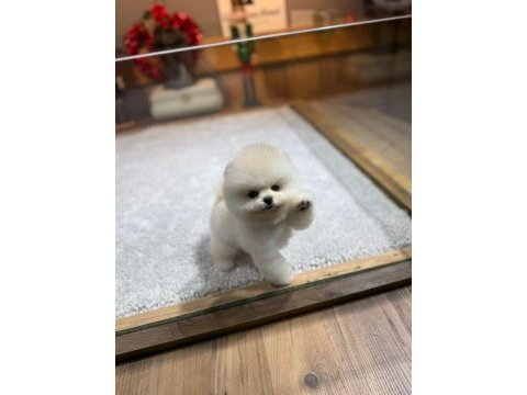 Orjinal ırk ve sağlık garantili pomeranian yavrular