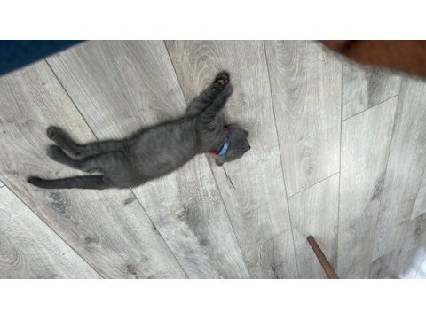 1.5 aylık erkek kedi