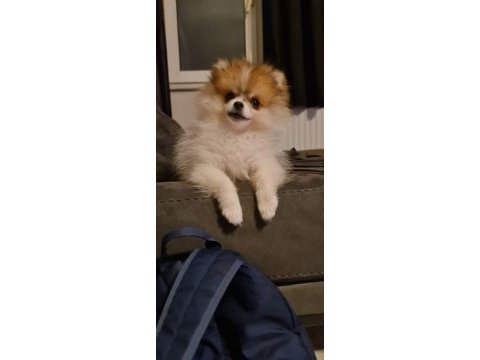 3 ay dişi pomeranian