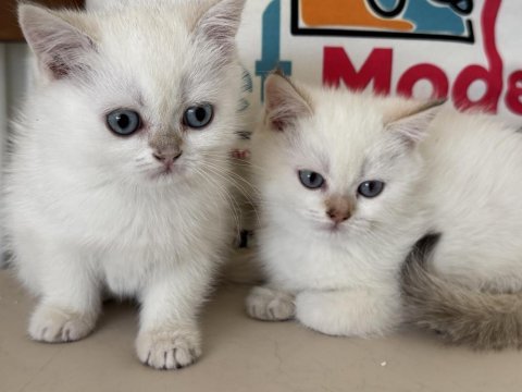 En güzel british shorthair yavrularımız ziyarete açık