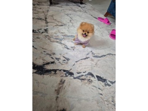 Pomeranian yavrumuz yeni sahibini arıyor