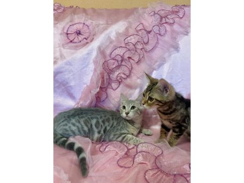 Silver bengal kedisi yavrular