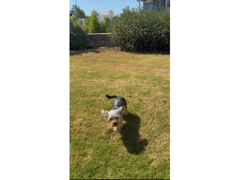 Saf terrier köpeğimiz