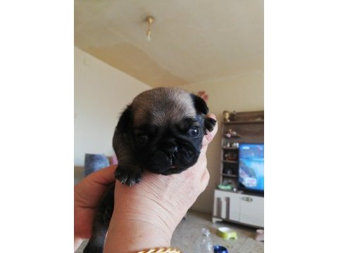 Pug mops yavru