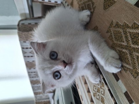 2 aylık dişi british shorthair özel ırk