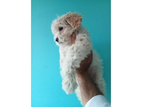 Güzel sevimli maltipoo