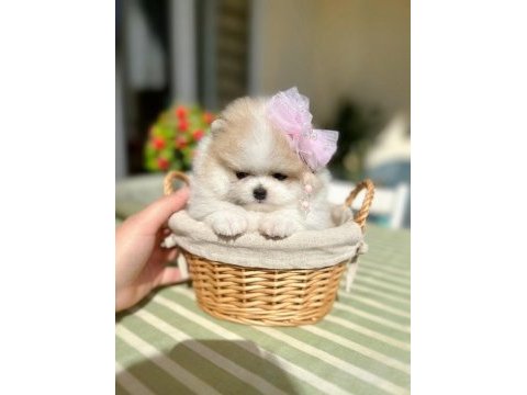 Teacup mini boy particolor pomeranian prenses