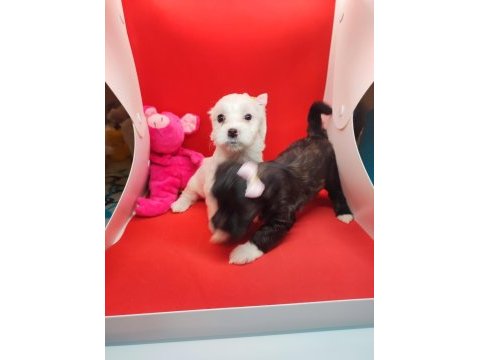 Maltipoo köpeklerimiz