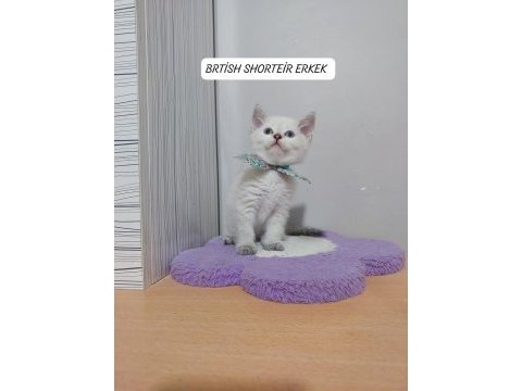 Mavi gözlü british shorthair paşam hazır