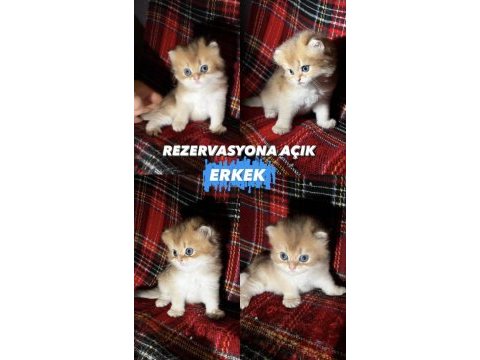 Altın serisi bebek kediler