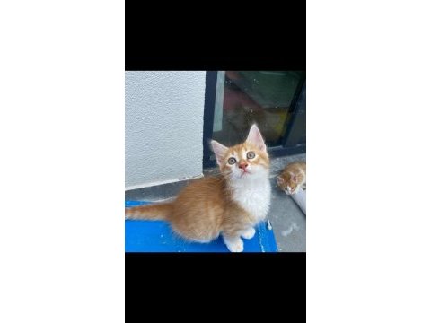 Birbirinden güzel bakımlı sarman kediler