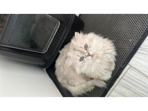 British longhair as1133 erkek 1 yaşında
