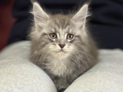 Ankranın en seçkin maine coon yavruları