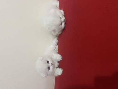 2beyaz kırık kulak 1 gri 1 sarı sarı dik kullak