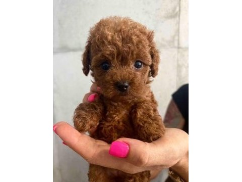 Özel toy poodle yavrular  veteriner kontrollü