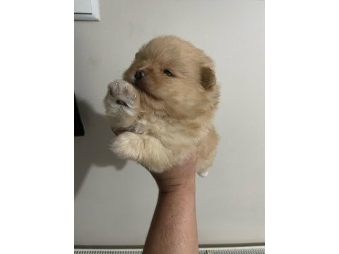 Pomeranian yavrularımız sizleri bekliyor