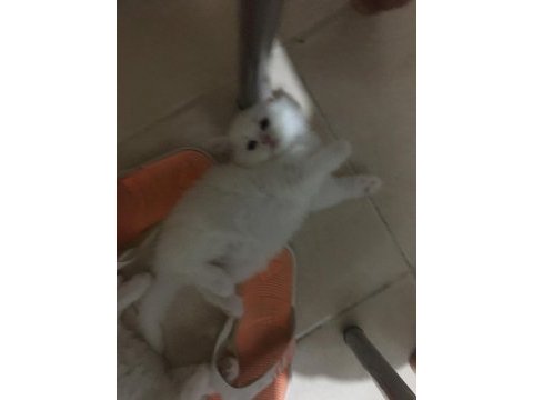 British longhair yavrular