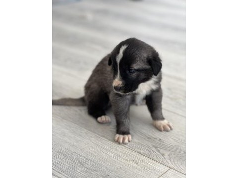 Safkan kangal panter torunu soy garantili