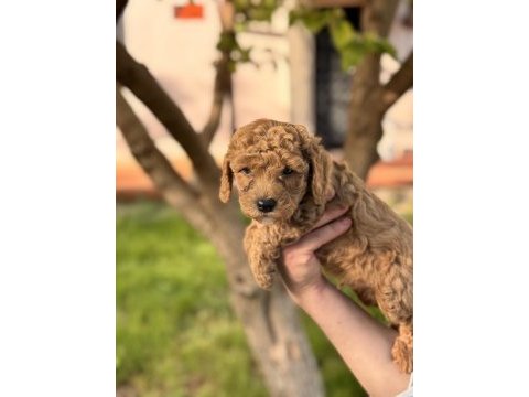 Toy poodle 40 günlük