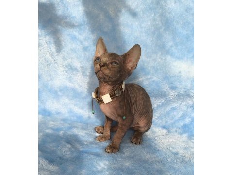 Kedimiz naked beauty sphynx cattery