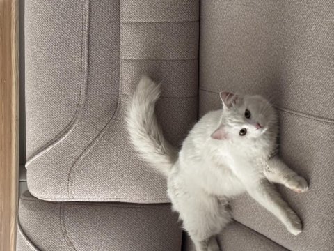 Angora kedisine acil yuva