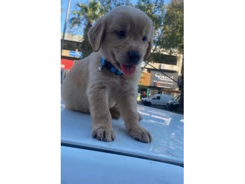 Altın golden retriever yavrumuz