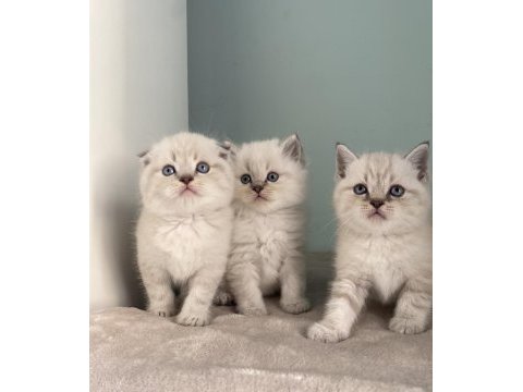 British longhair scottish fold british erkekler