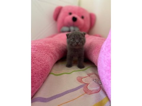 British shorthair ve scottish fold yavrularımız
