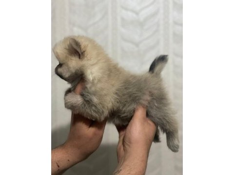 A kalite pomeranian boo