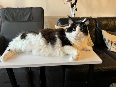 3 yaşında dişi maine coon