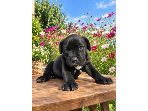 Cane corso özel siyah brindle renk erkek yavru