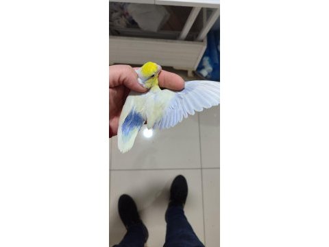 El besleme forpus yavrular