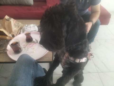 Zeytin kızımıza çifleştirmek üzere eş arıyoruz maltese