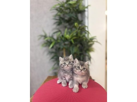 Ev ortamında büyüyen brıtısh shorthair yavrularım 