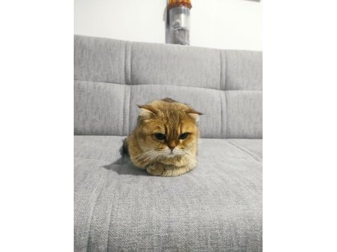 Scottish fold kedimiz bademi ücretsiz sahiplendiriyoruz