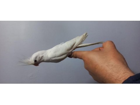 Evcil albino sultan papağanı