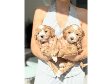 Maltipoo prensesler