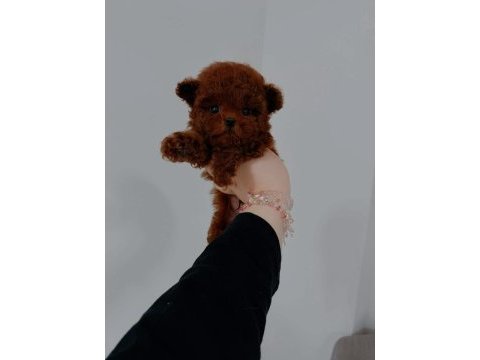 En özel teacup kore yavrular
